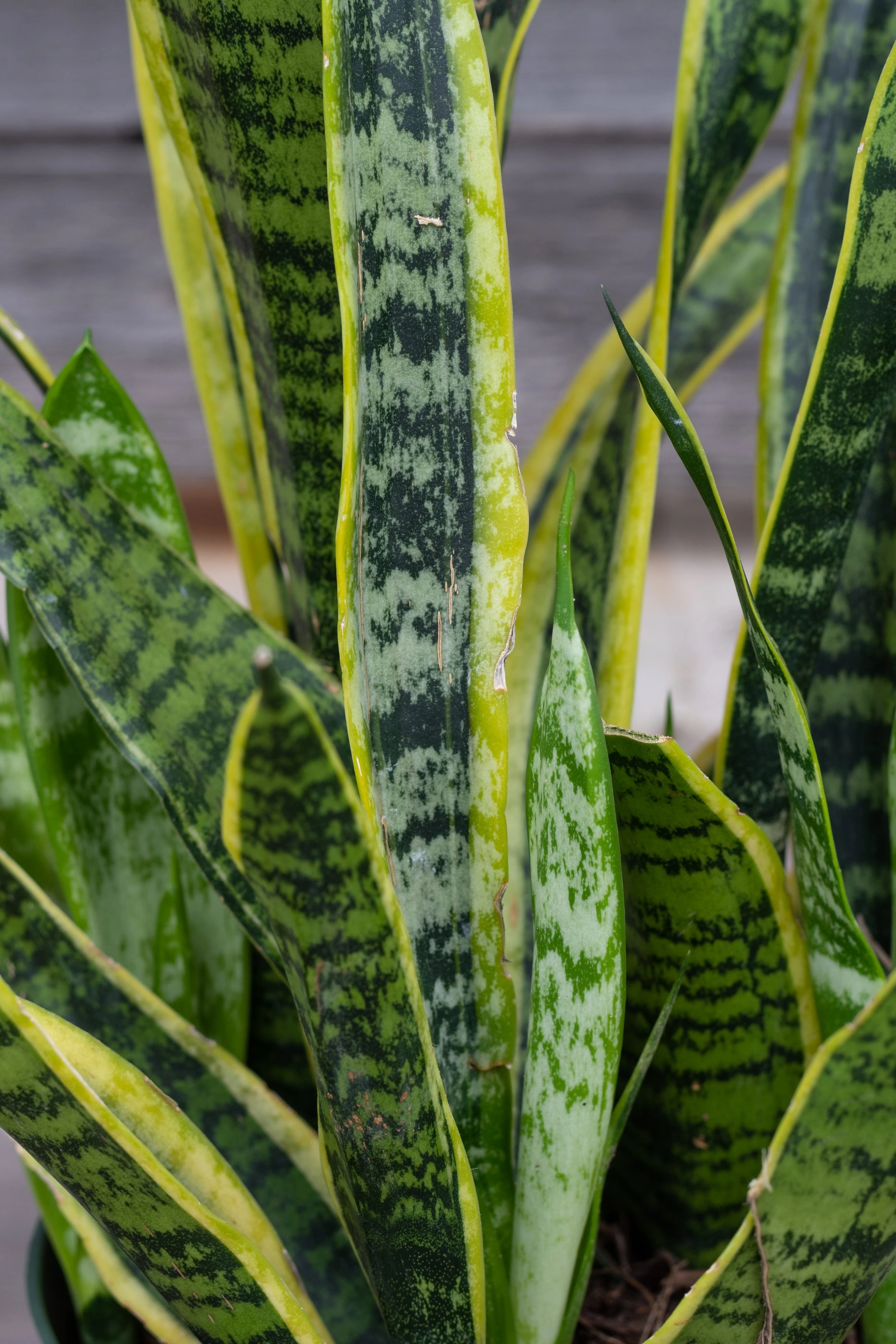 Sansevieria 'Laurentii' 6" medium flower pot  