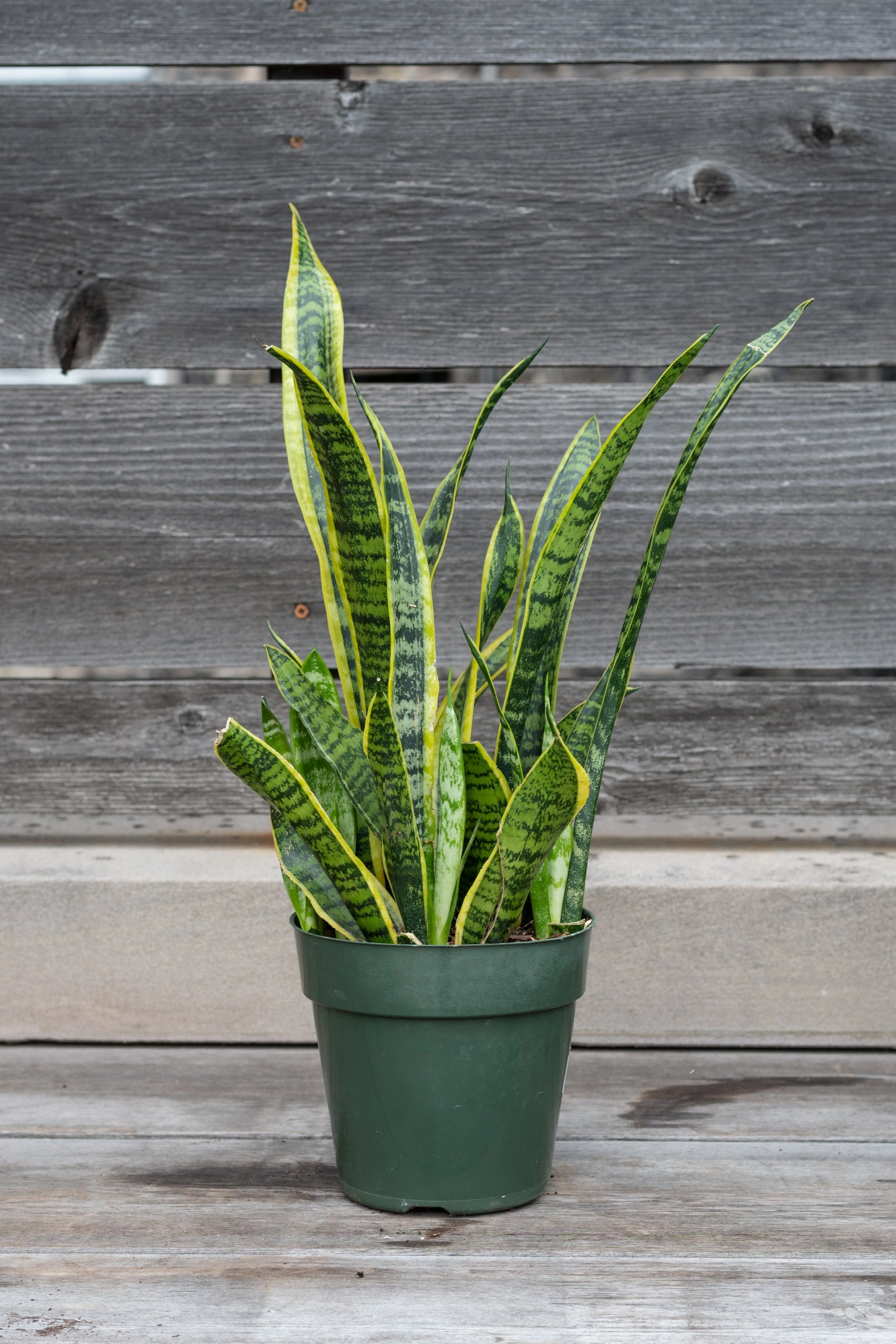 Sansevieria 'Laurentii' 6"