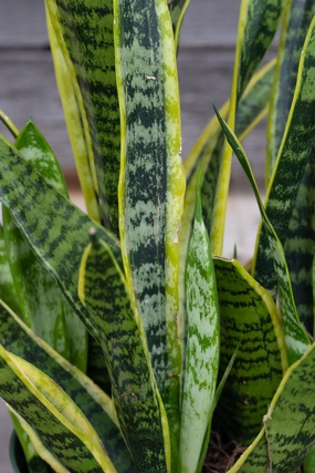 Sansevieria 'Laurentii' 6" medium flower pot  