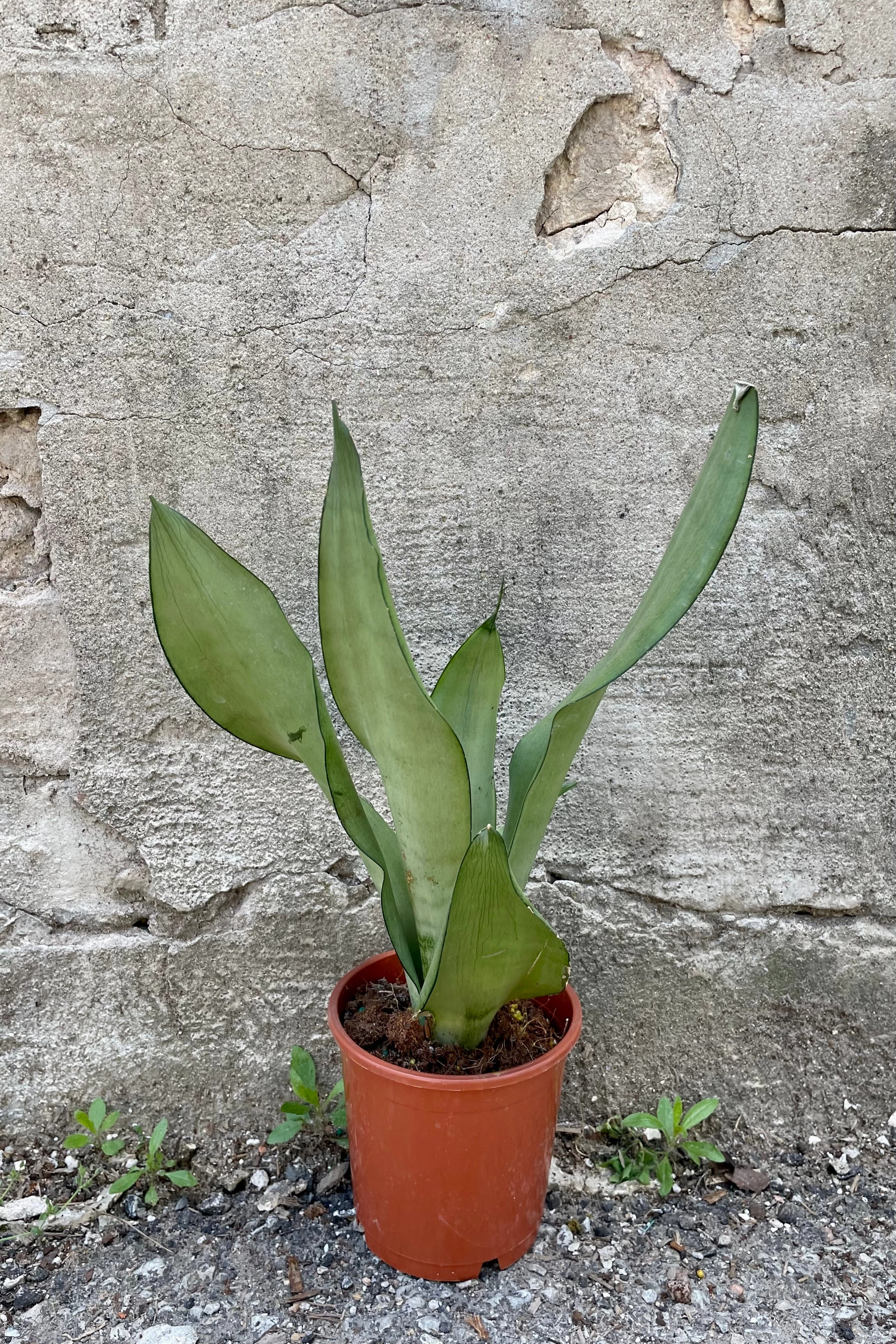Sansevieria 'Moonshine' 5"