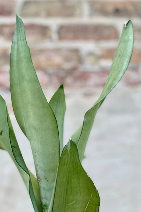 Sansevieria 'Moonshine' 5" medium flower pot  