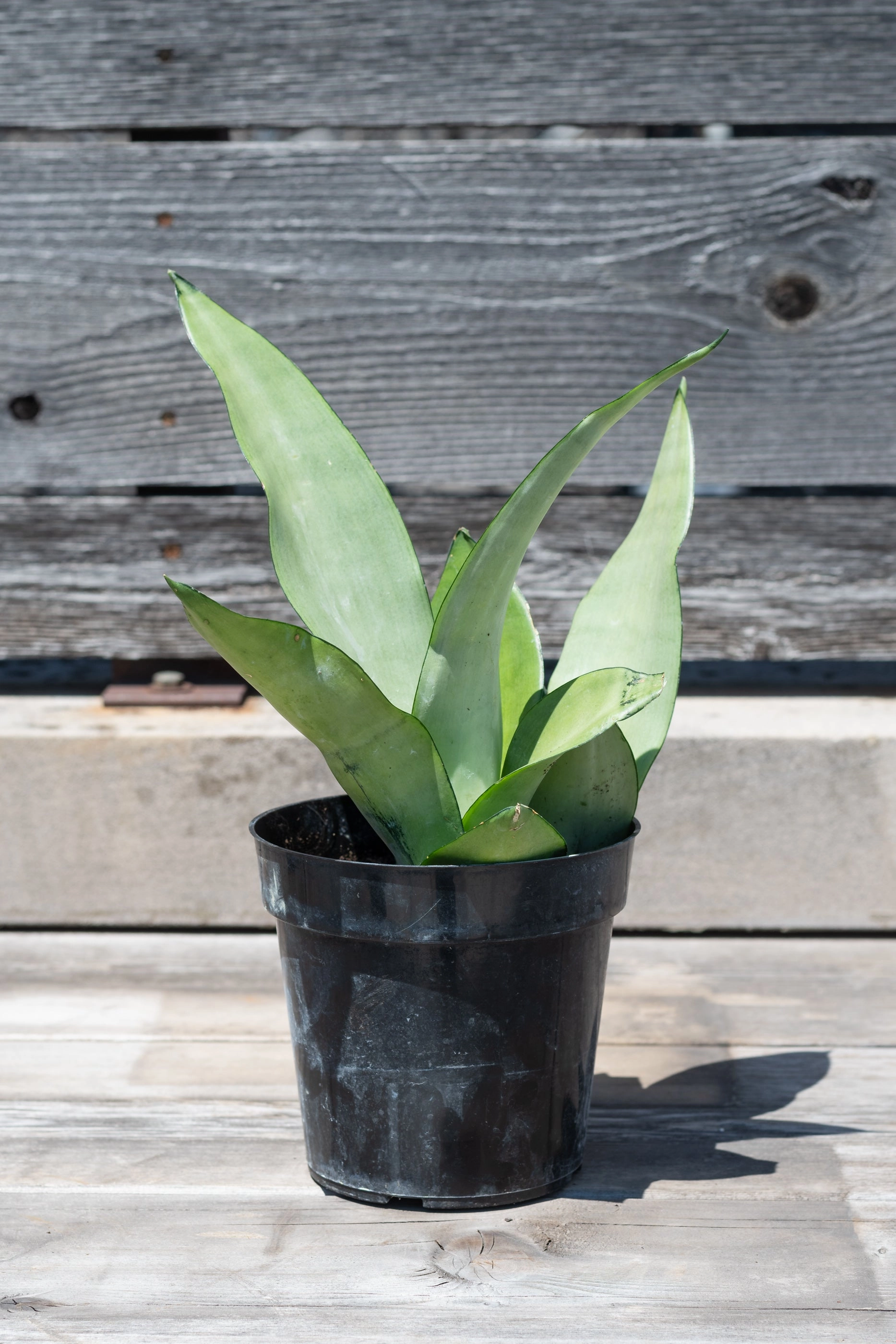 Sansevieria 'Moonshine' 6"