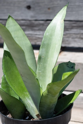 Sansevieria 'Moonshine' 6" medium flower pot  