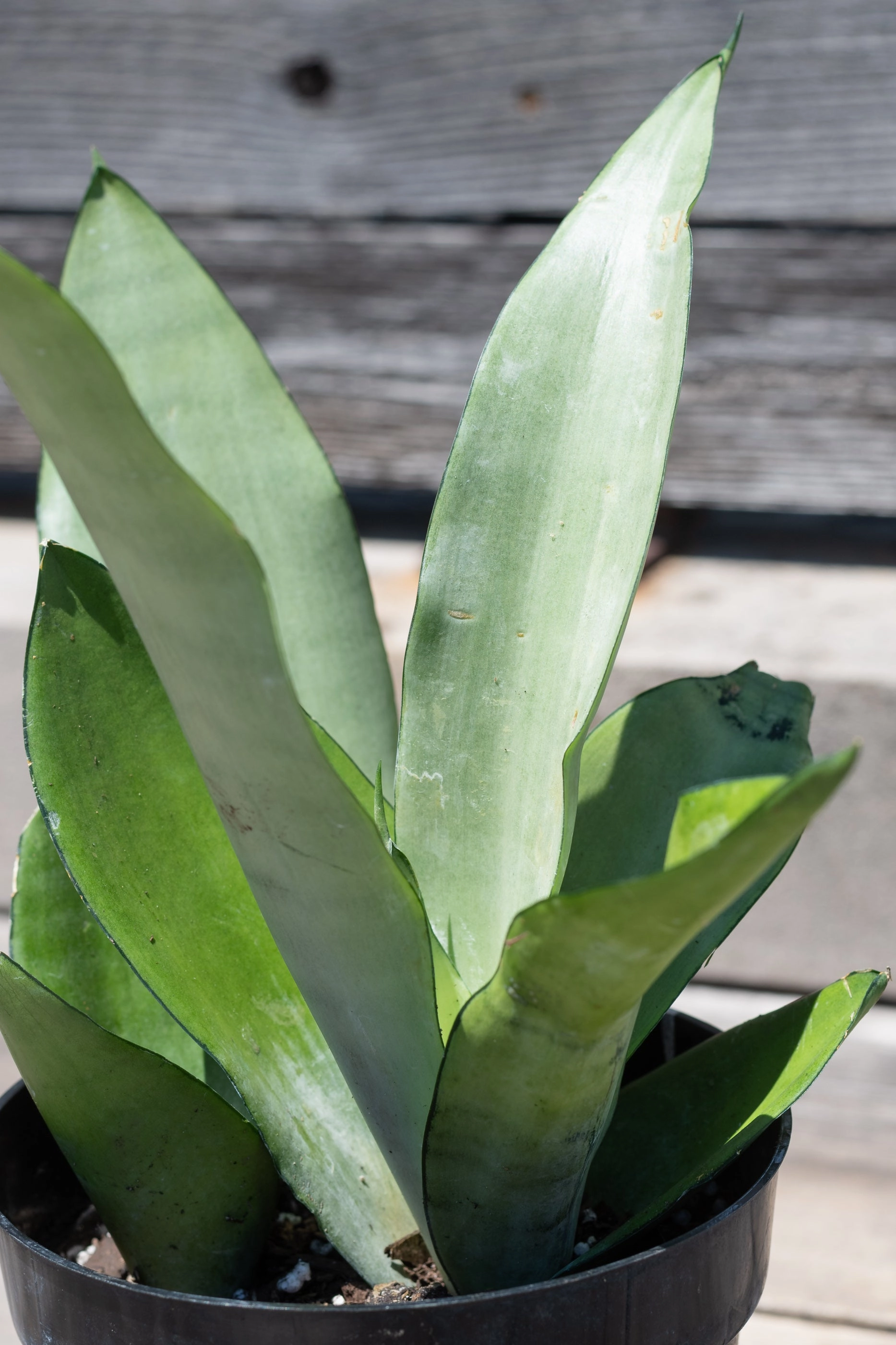 Sansevieria 'Moonshine' 6" medium flower pot  