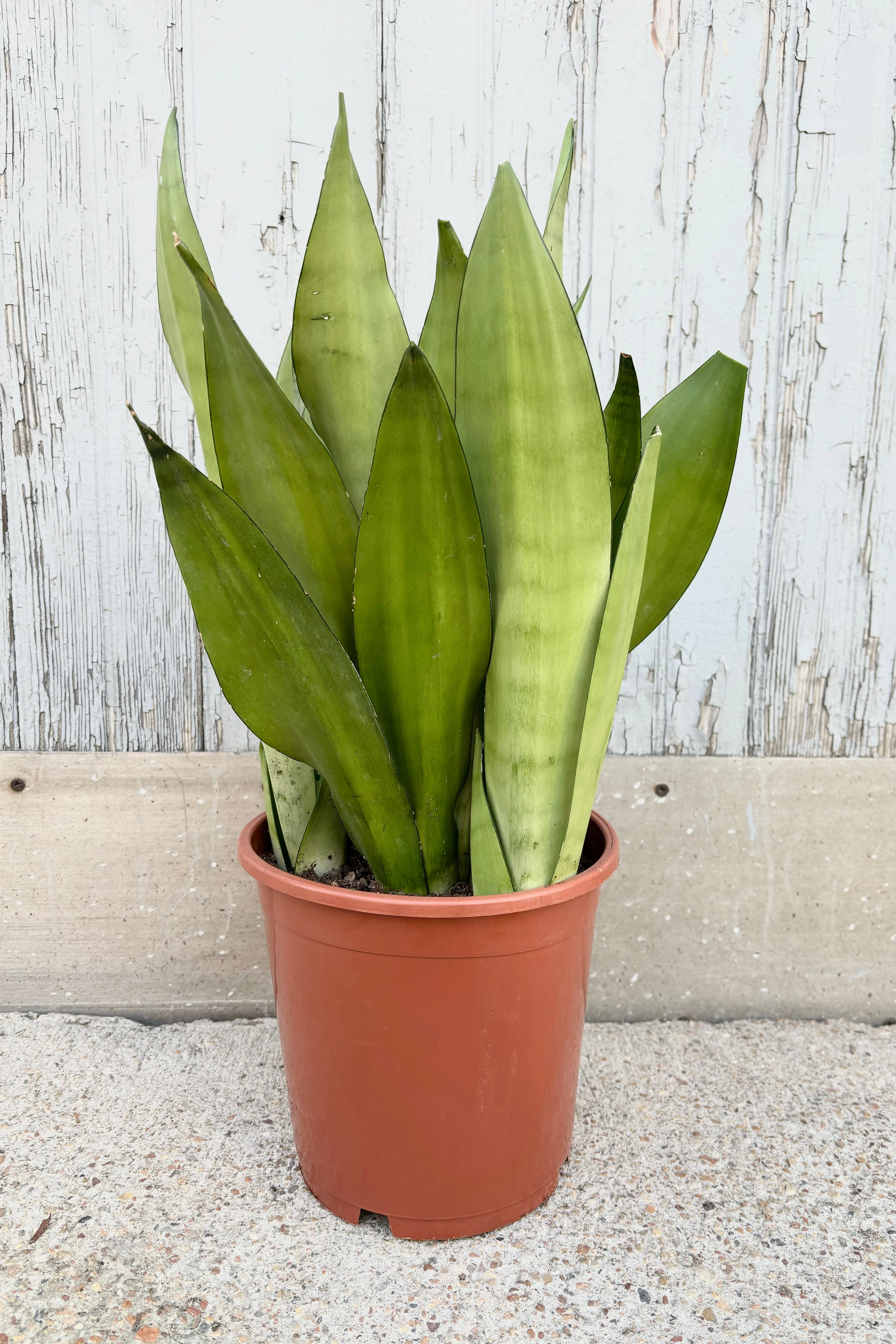 Sansevieria 'Moonshine' 8"