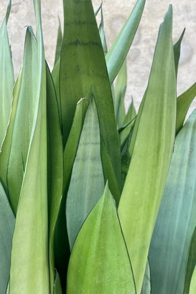 Sansevieria 'Moonshine' 8" medium flower pot  