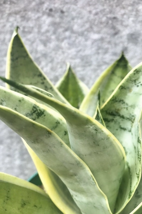 Sansevieria 'Night Owl' 6" medium flower pot  
