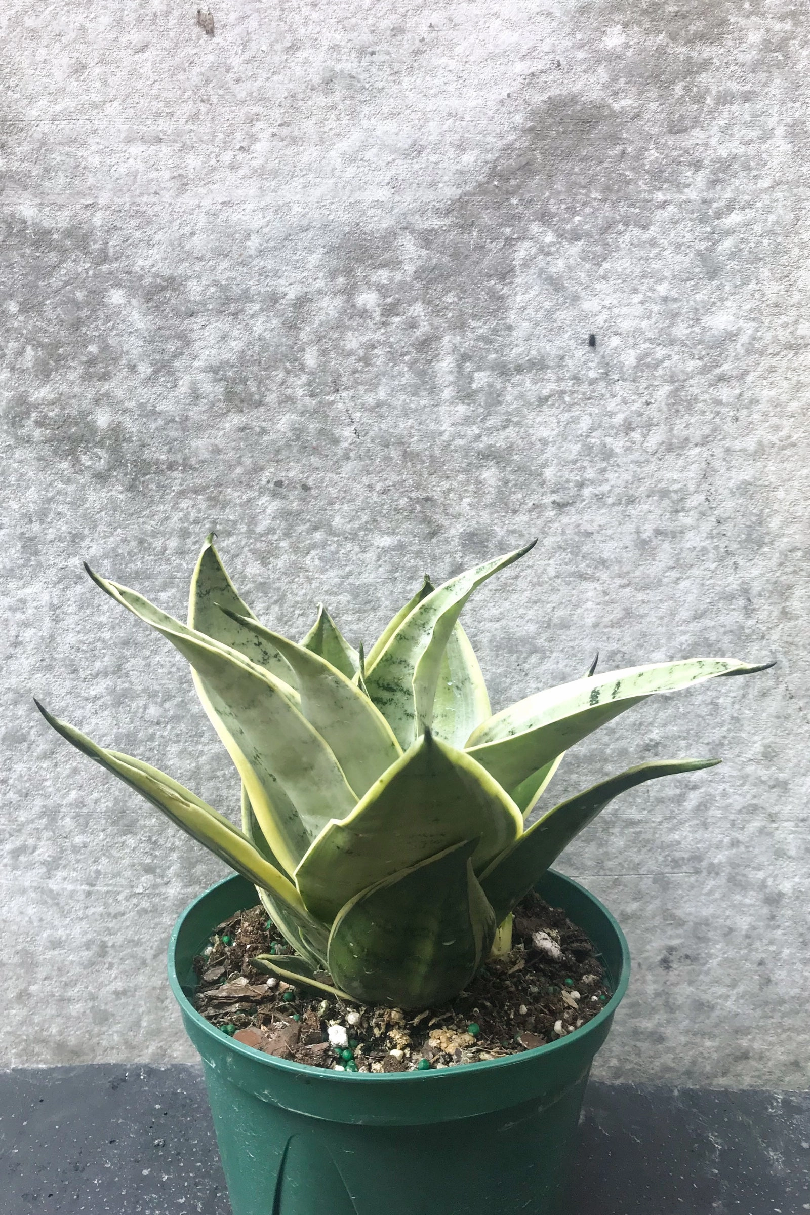 Sansevieria 'Night Owl' 6"