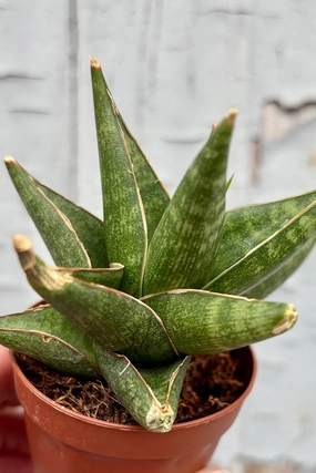 Sansevieria 'Prabu' 2" medium flower pot  