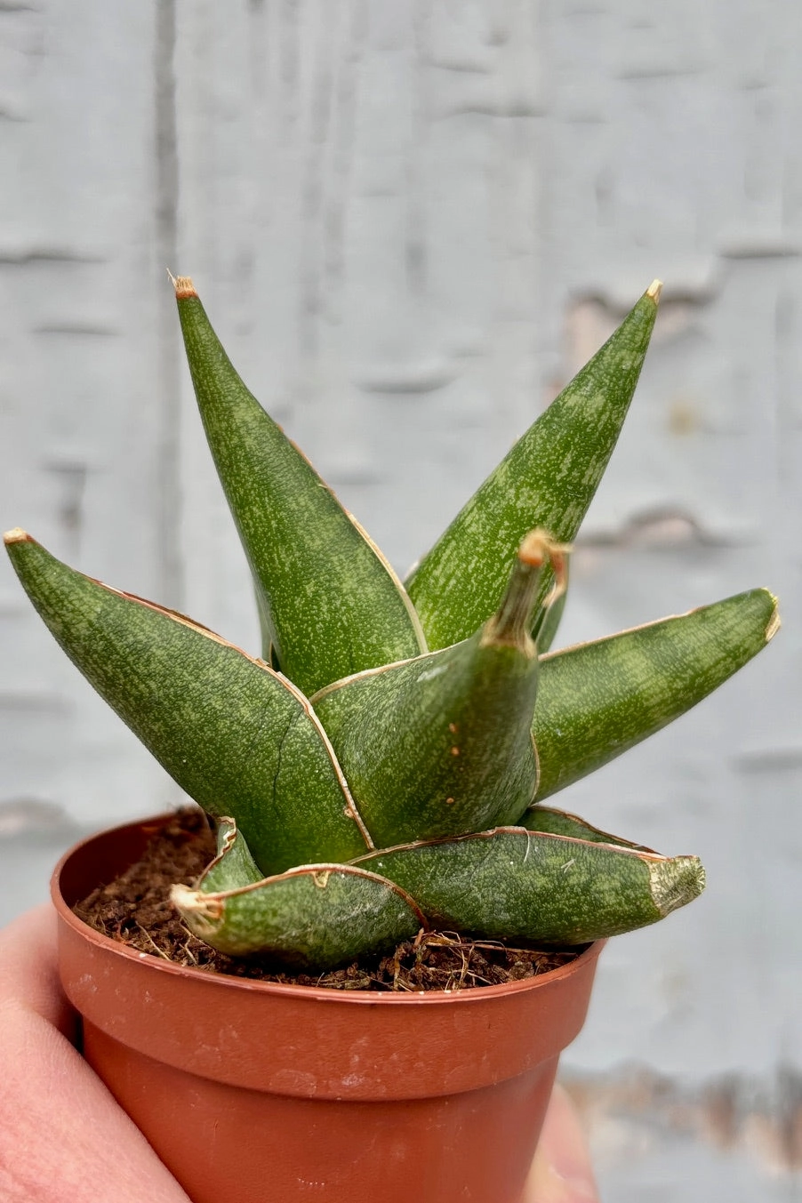 Sansevieria 'Prabu' 2"