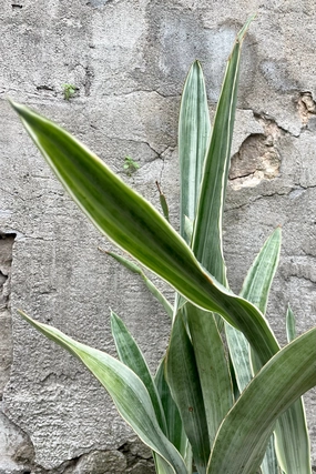 Sansevieria 'Sayuri' 6" medium flower pot  