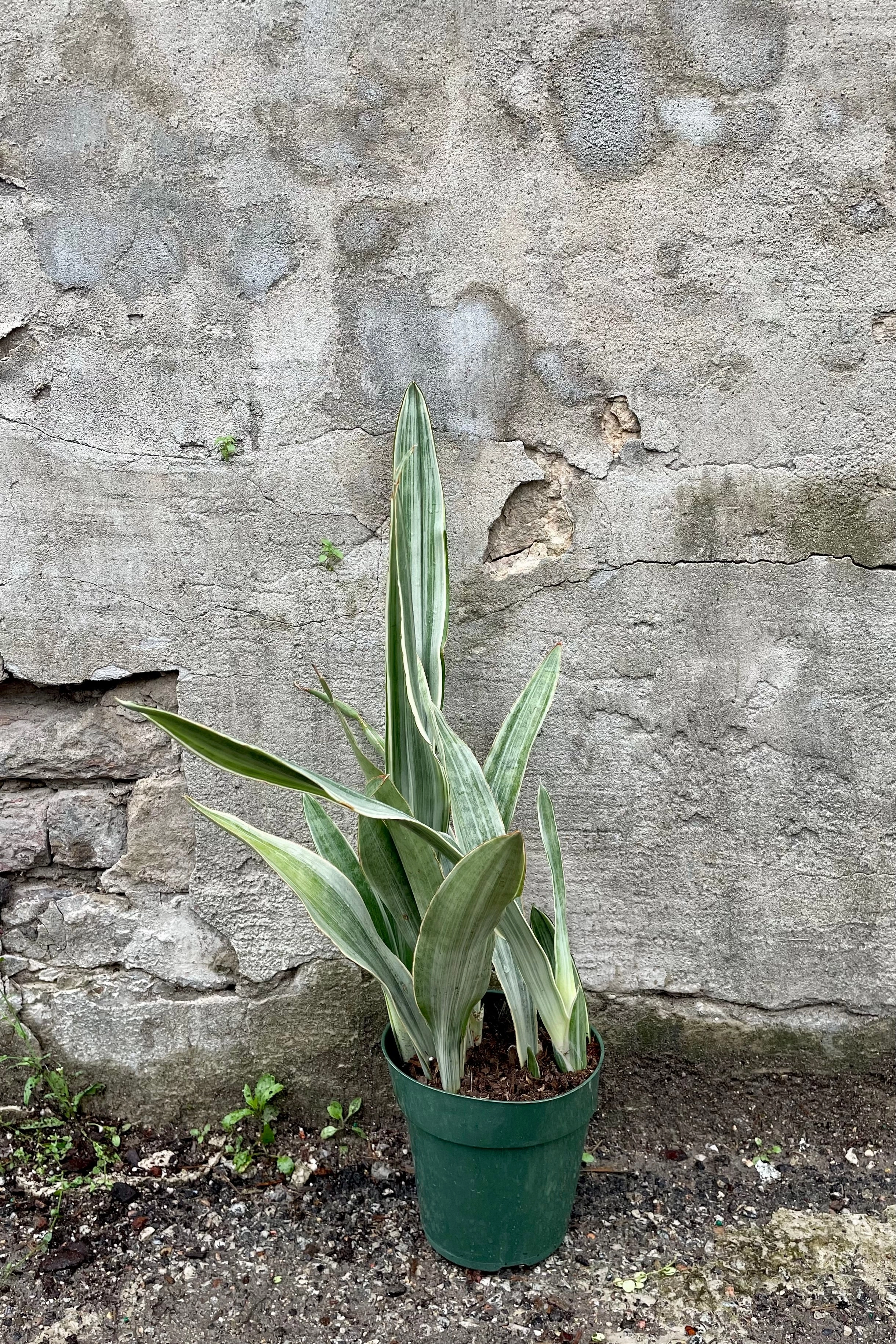 Sansevieria 'Sayuri' 6"