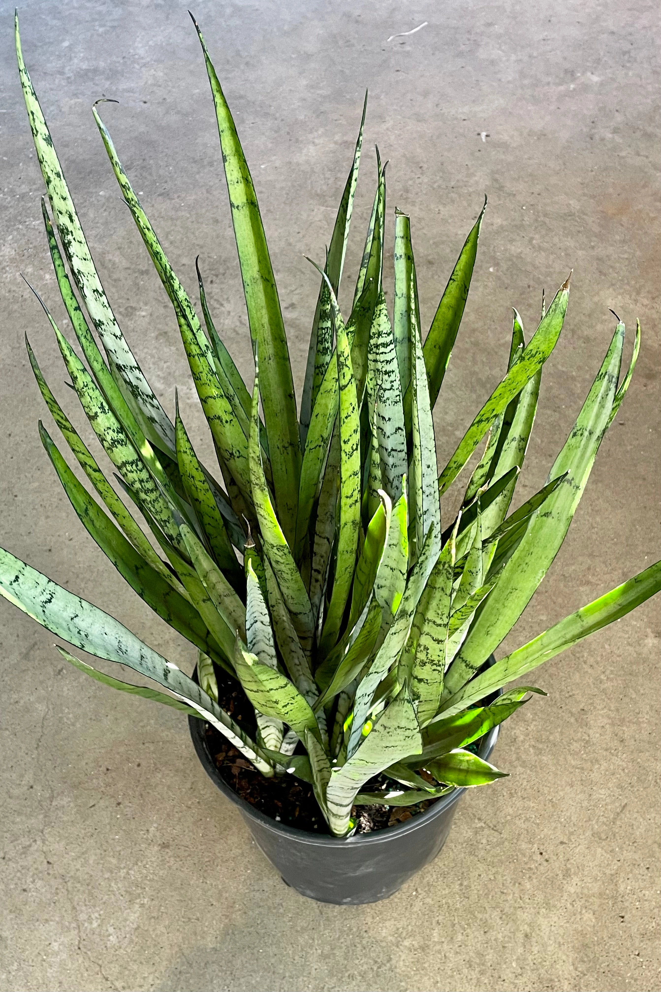 Sansevieria 'Silver Streak' 10"