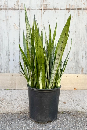 Sansevieria 'Silver Streak' 10" medium flower pot  