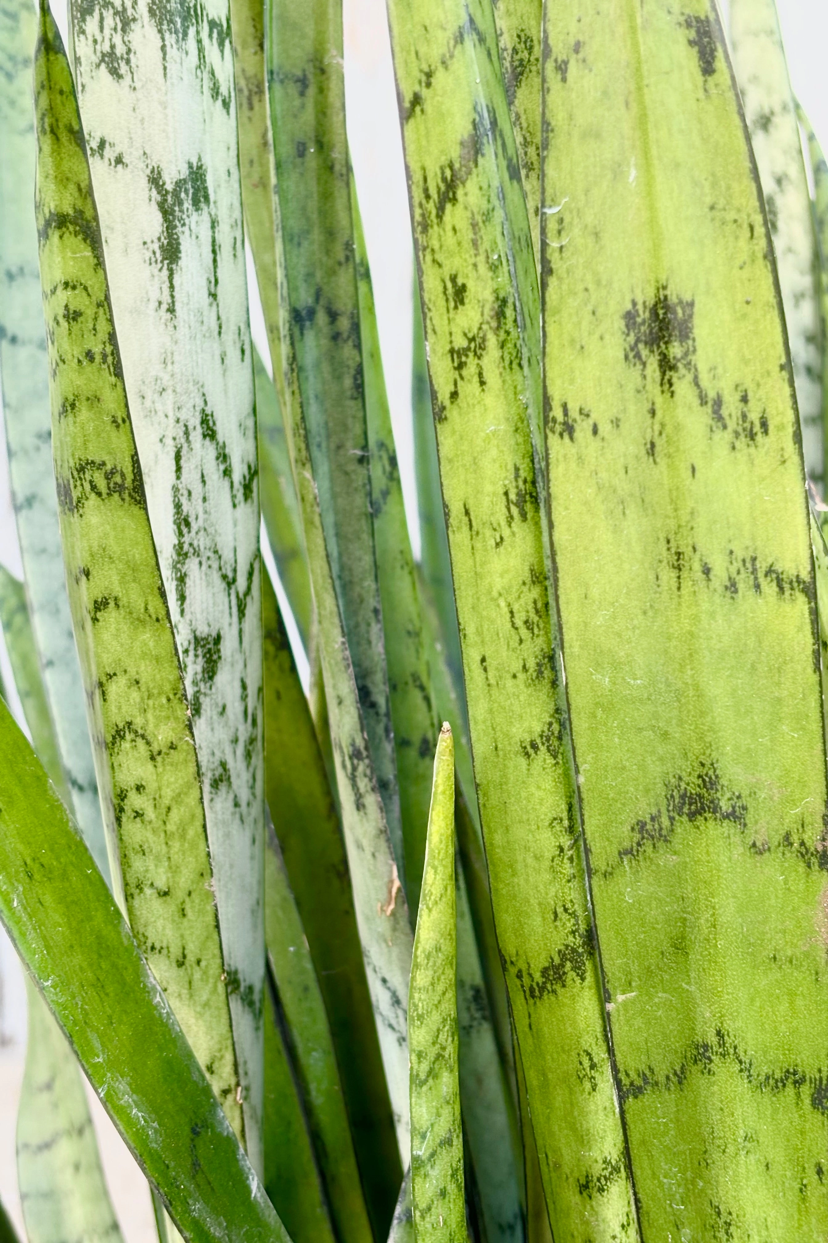 Sansevieria 'Silver Streak' 10"