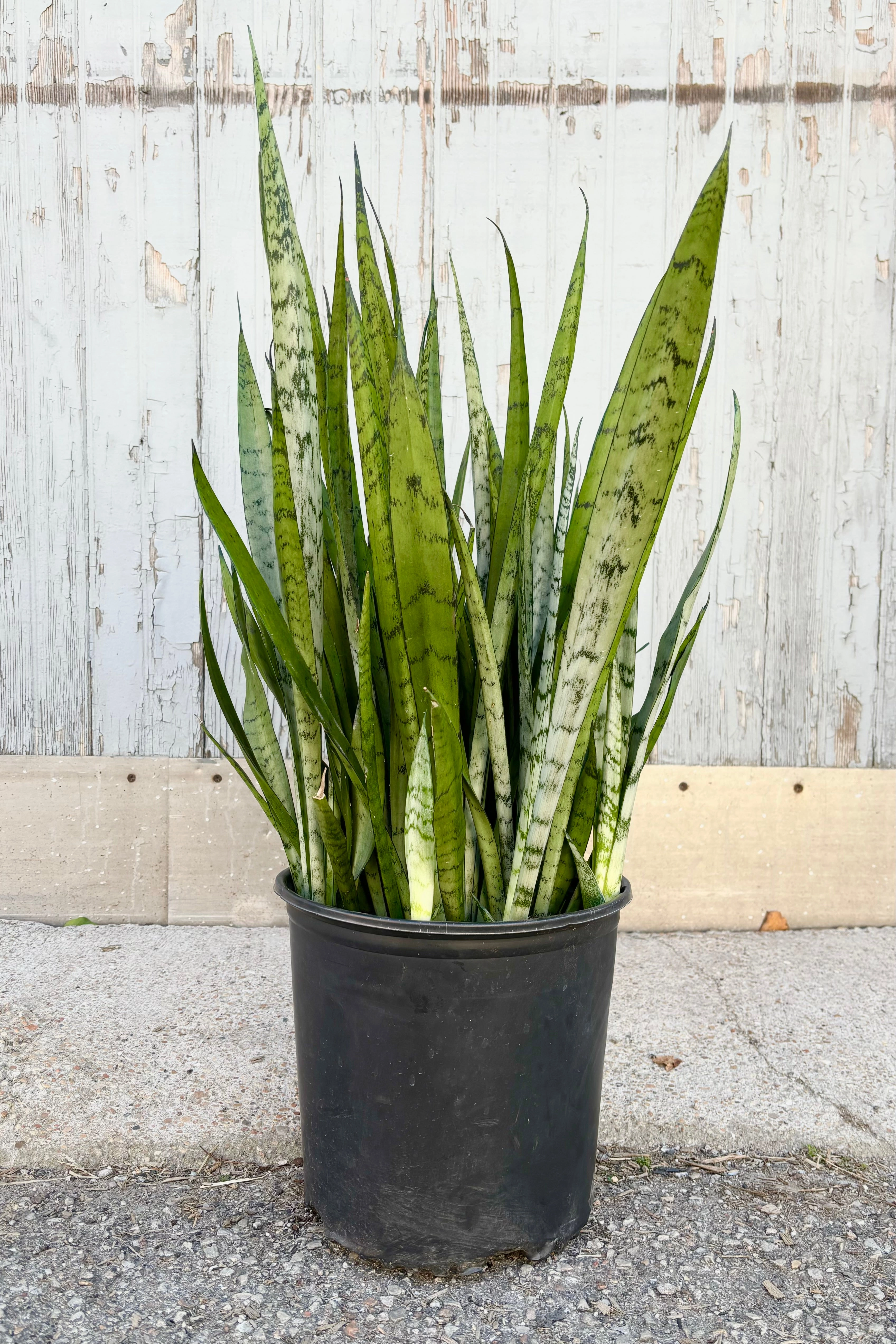 Sansevieria 'Silver Streak' 10" medium flower pot  