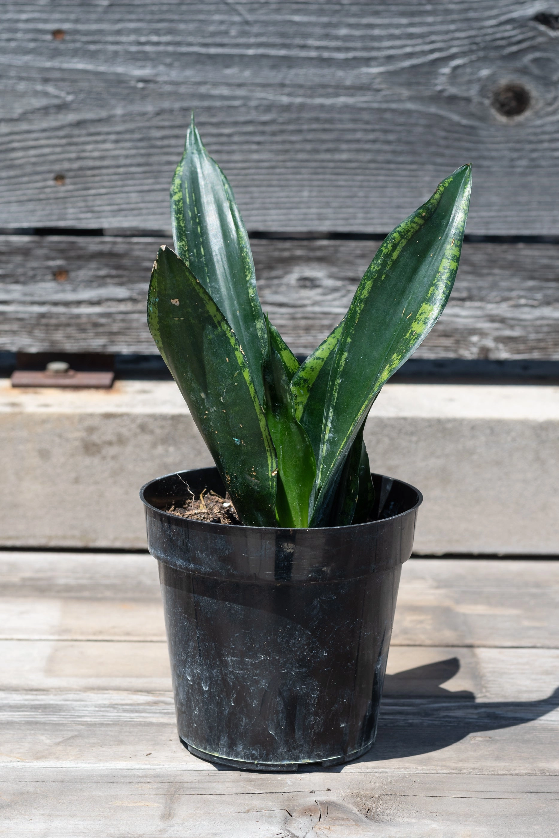 Sansevieria 'Whitney' 6"