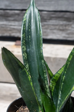 Sansevieria 'Whitney' 6" medium flower pot  