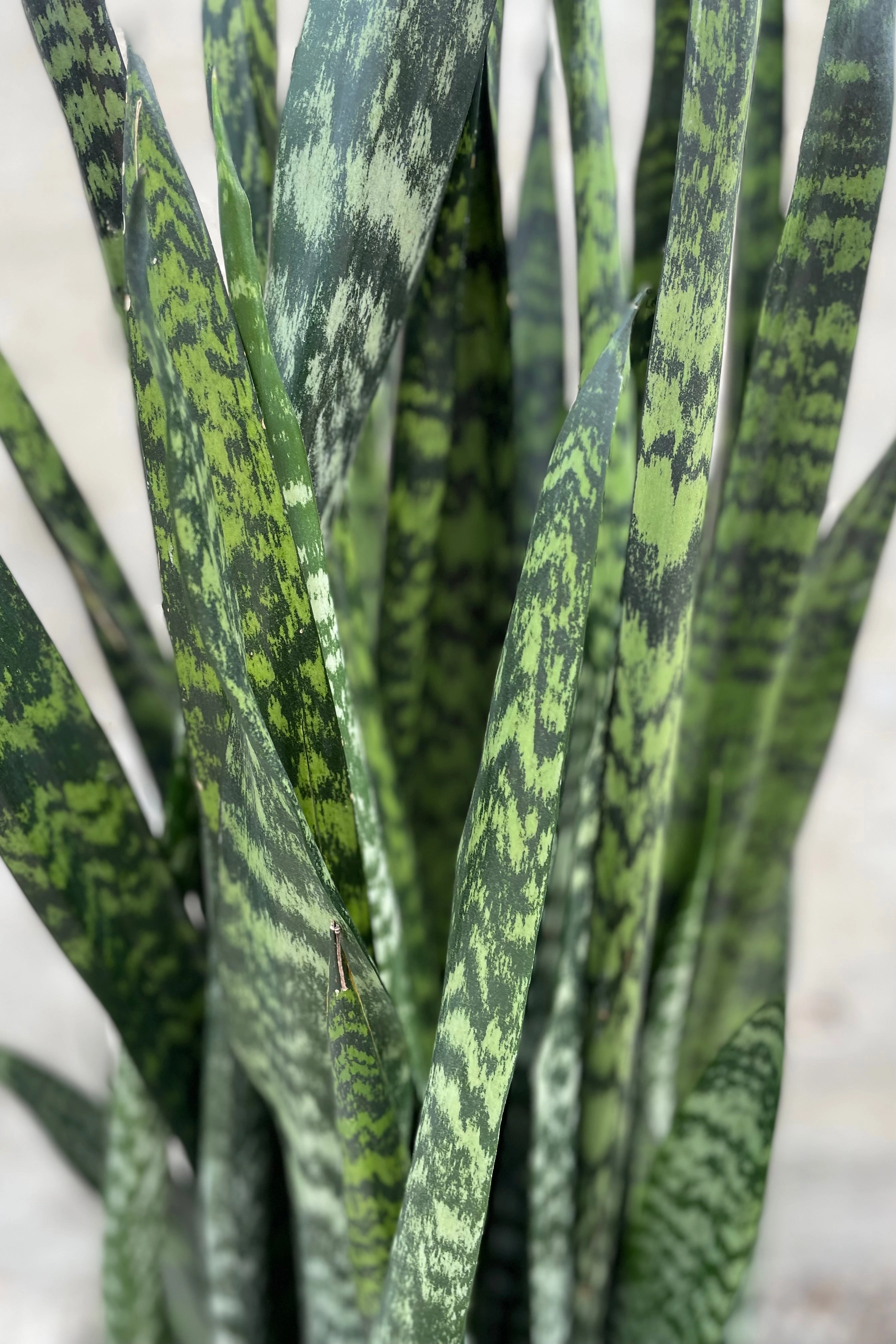 Sansevieria 'Wintergreen' 14" medium flower pot  