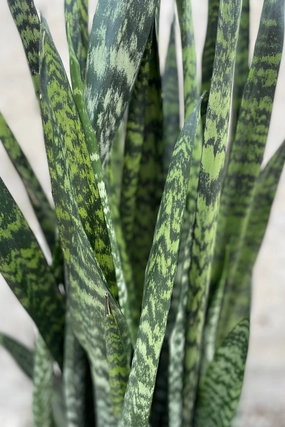 Sansevieria 'Wintergreen' 14" medium flower pot  