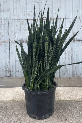Sansevieria 'Wintergreen' 17" medium flower pot  