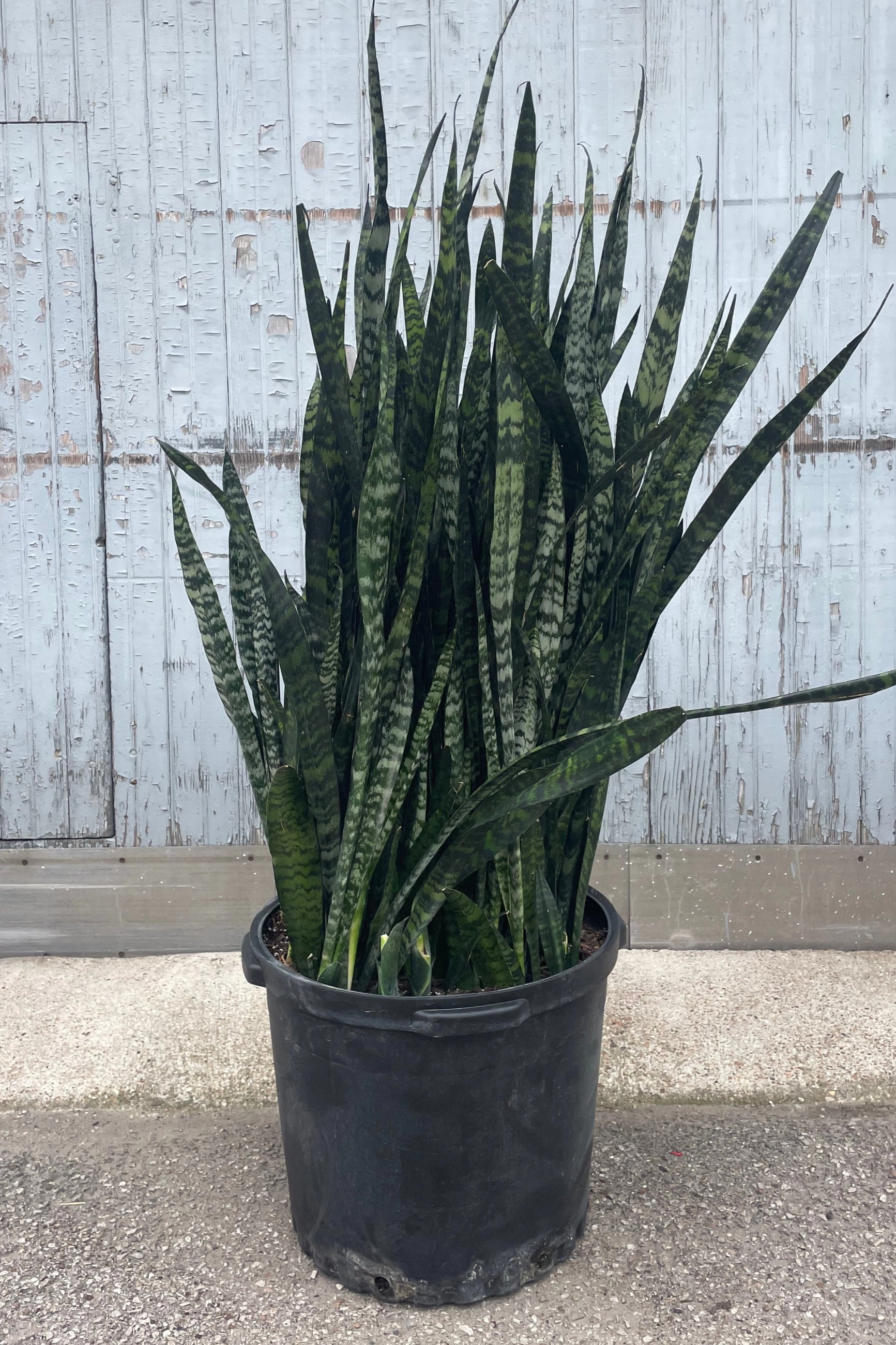 Sansevieria 'Wintergreen' 17" medium flower pot  