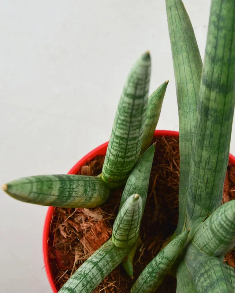 Sansevieria Boncel Plant