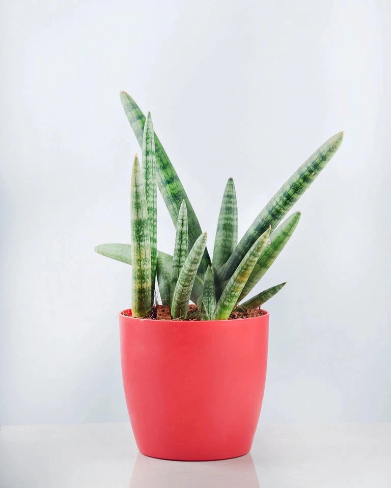 Sansevieria Boncel Plant medium flower pot  
