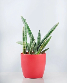 Sansevieria Boncel Plant medium flower pot  