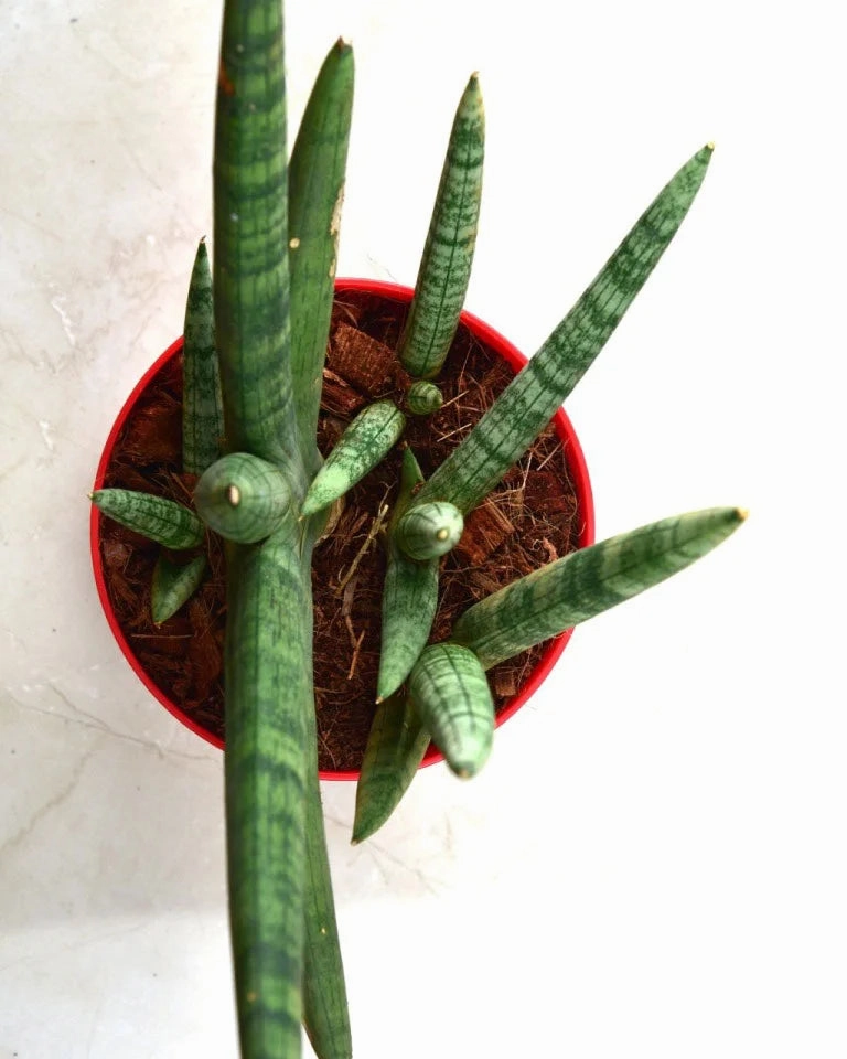 Sansevieria Boncel Plant
