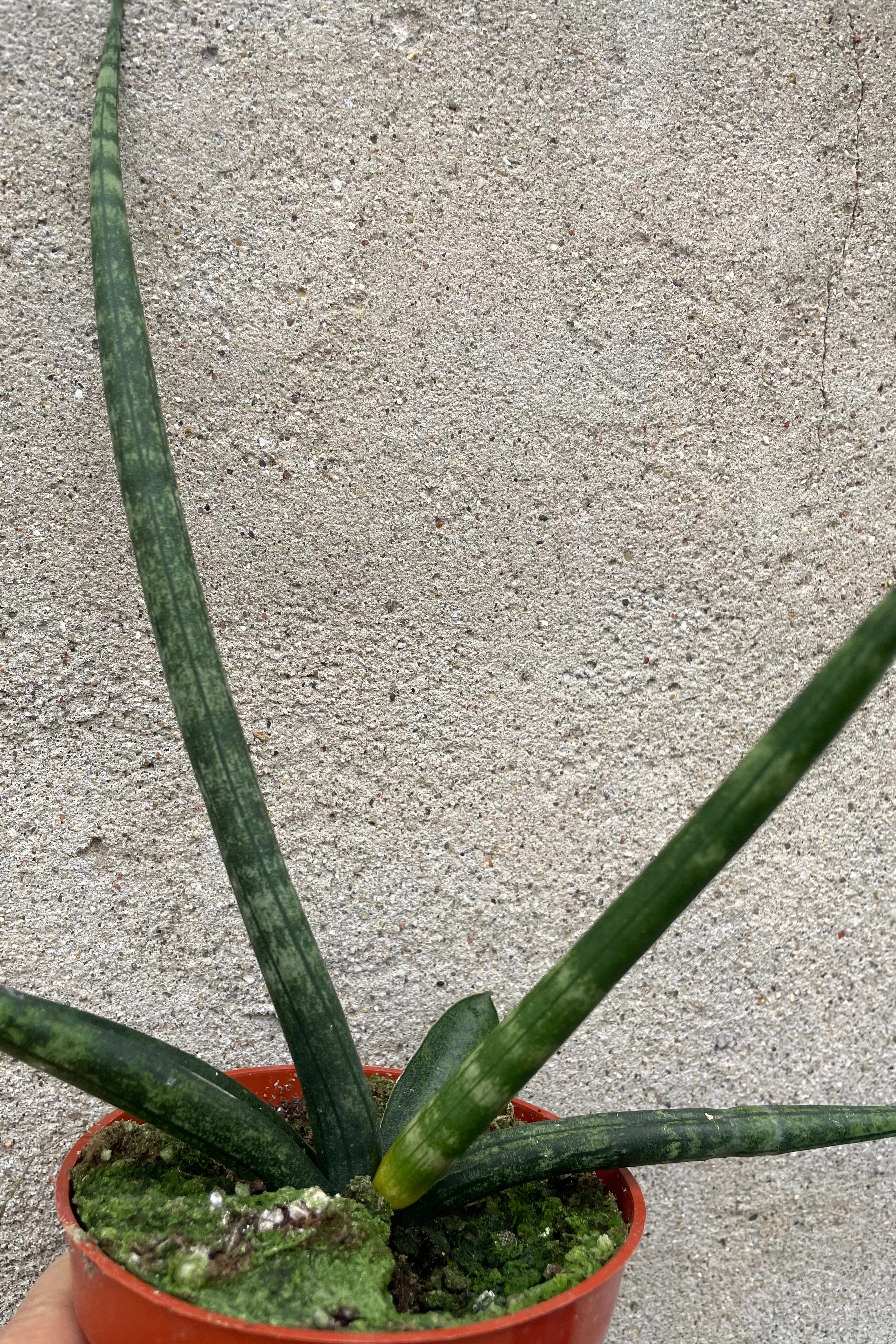 Sansevieria hyb. 'Boncel' Starfish 4"