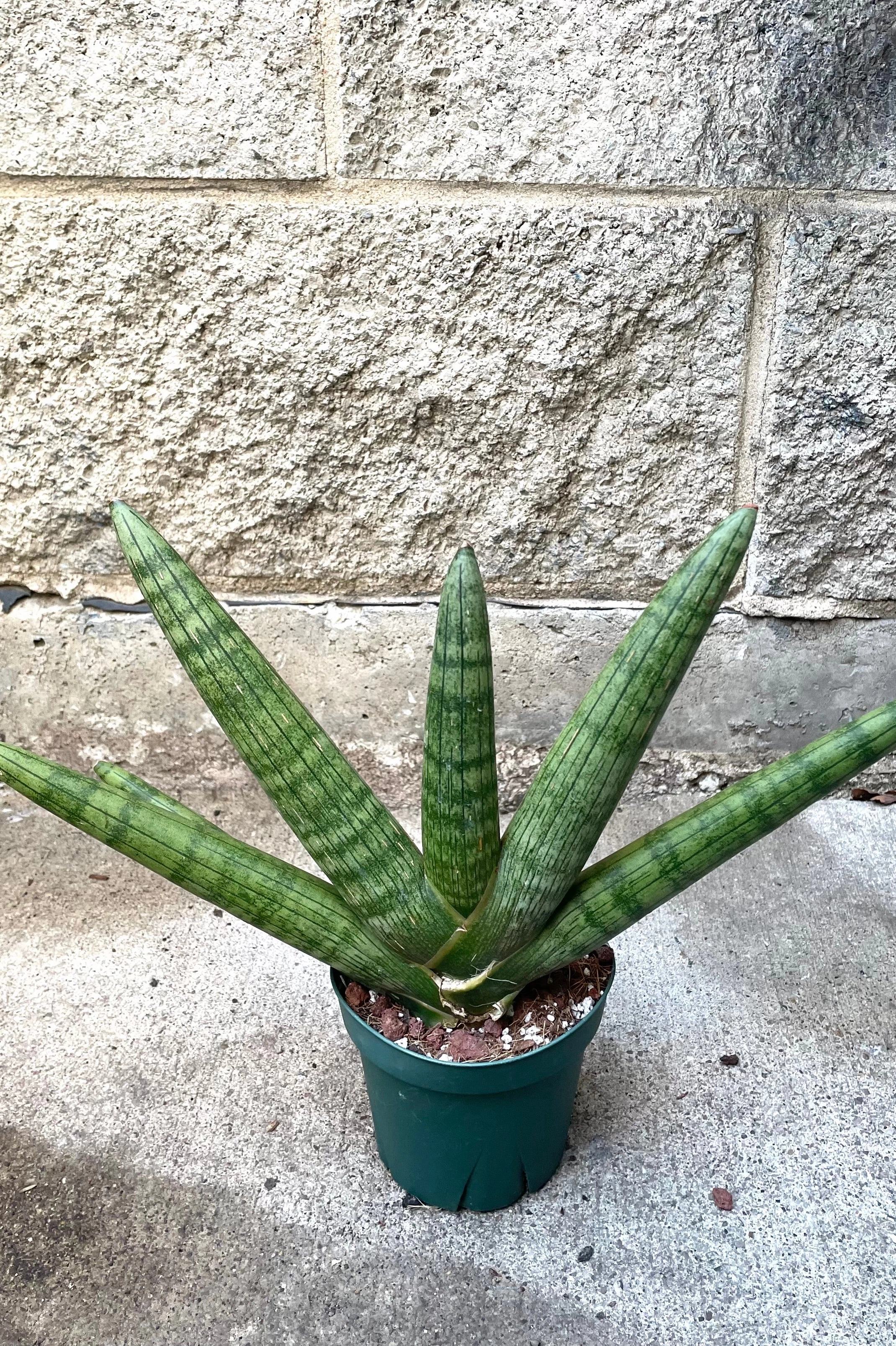 Sansevieria hyb. 'Boncel' Starfish 4"
