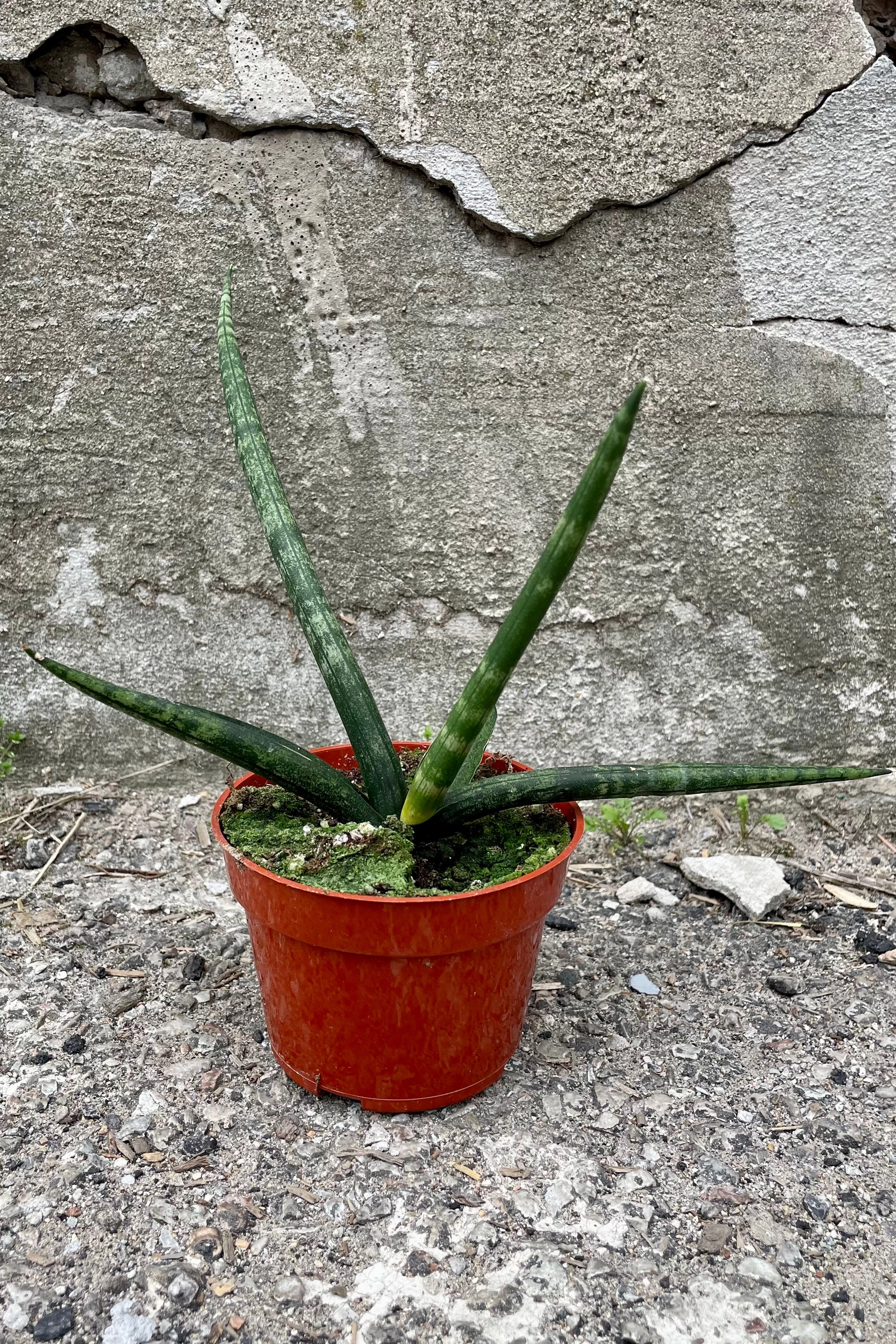 Sansevieria hyb. 'Boncel' Starfish 4"