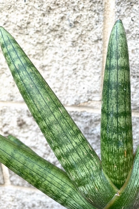 Sansevieria hyb. 'Boncel' Starfish 4" medium flower pot  