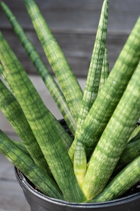 Sansevieria hyb. 'Boncel' Starfish 8" medium flower pot  