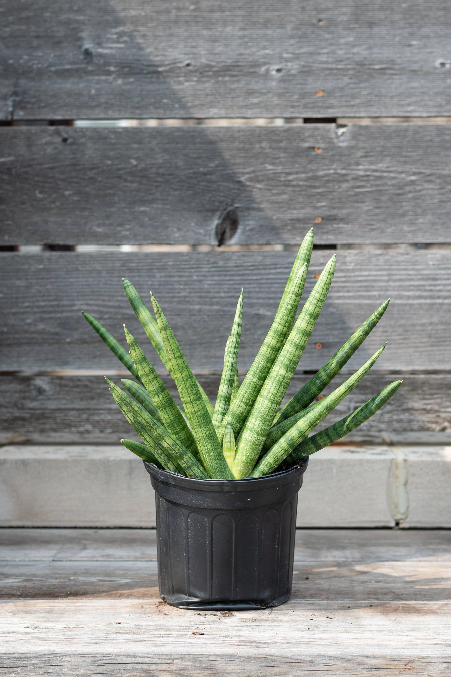 Sansevieria hyb. 'Boncel' Starfish 8"