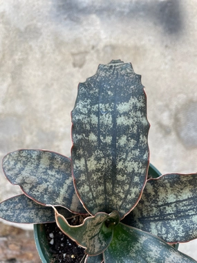 Sansevieria kirkii 'Coppertone' 4" medium flower pot  