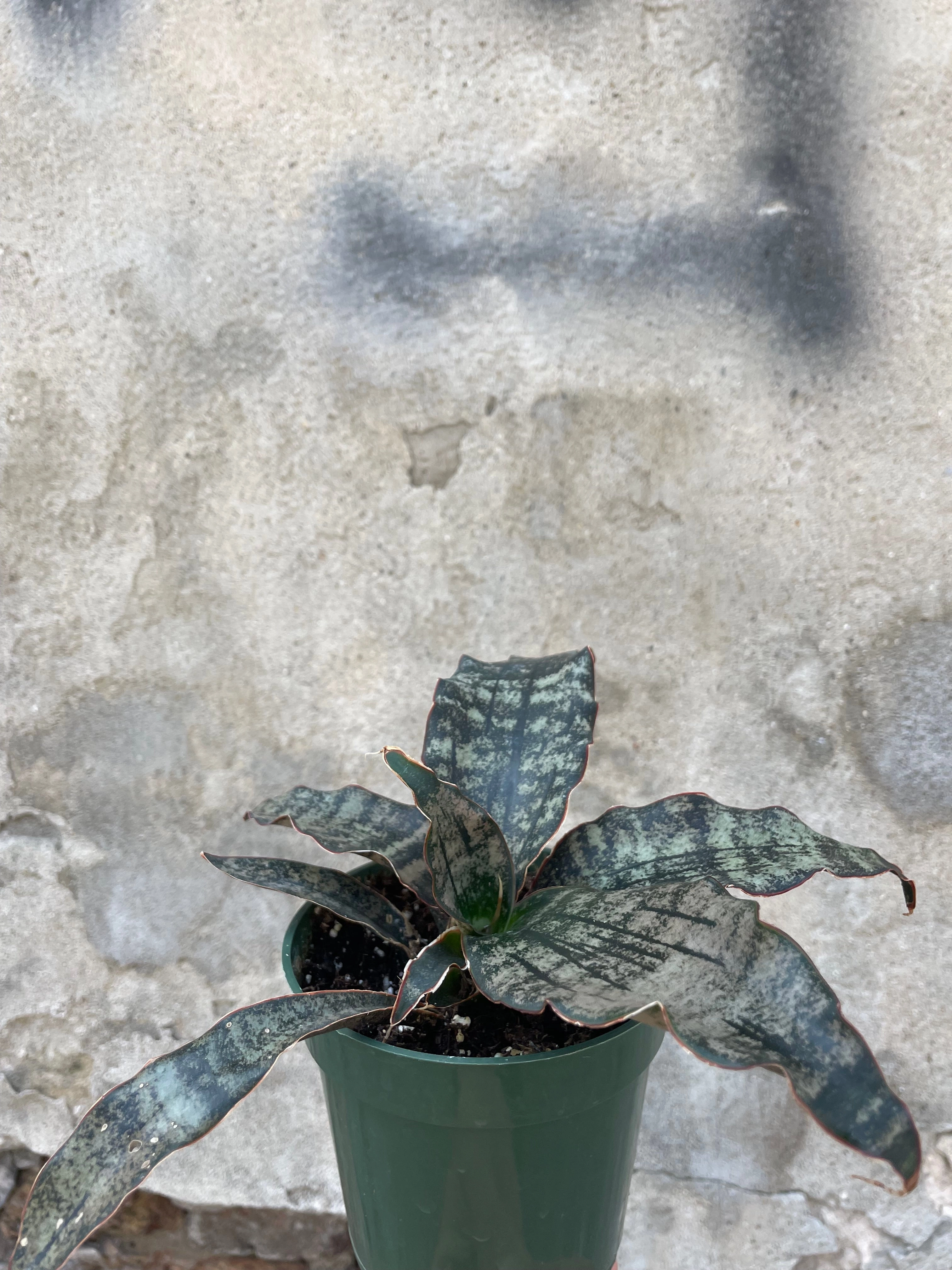 Sansevieria kirkii 'Coppertone' 4"