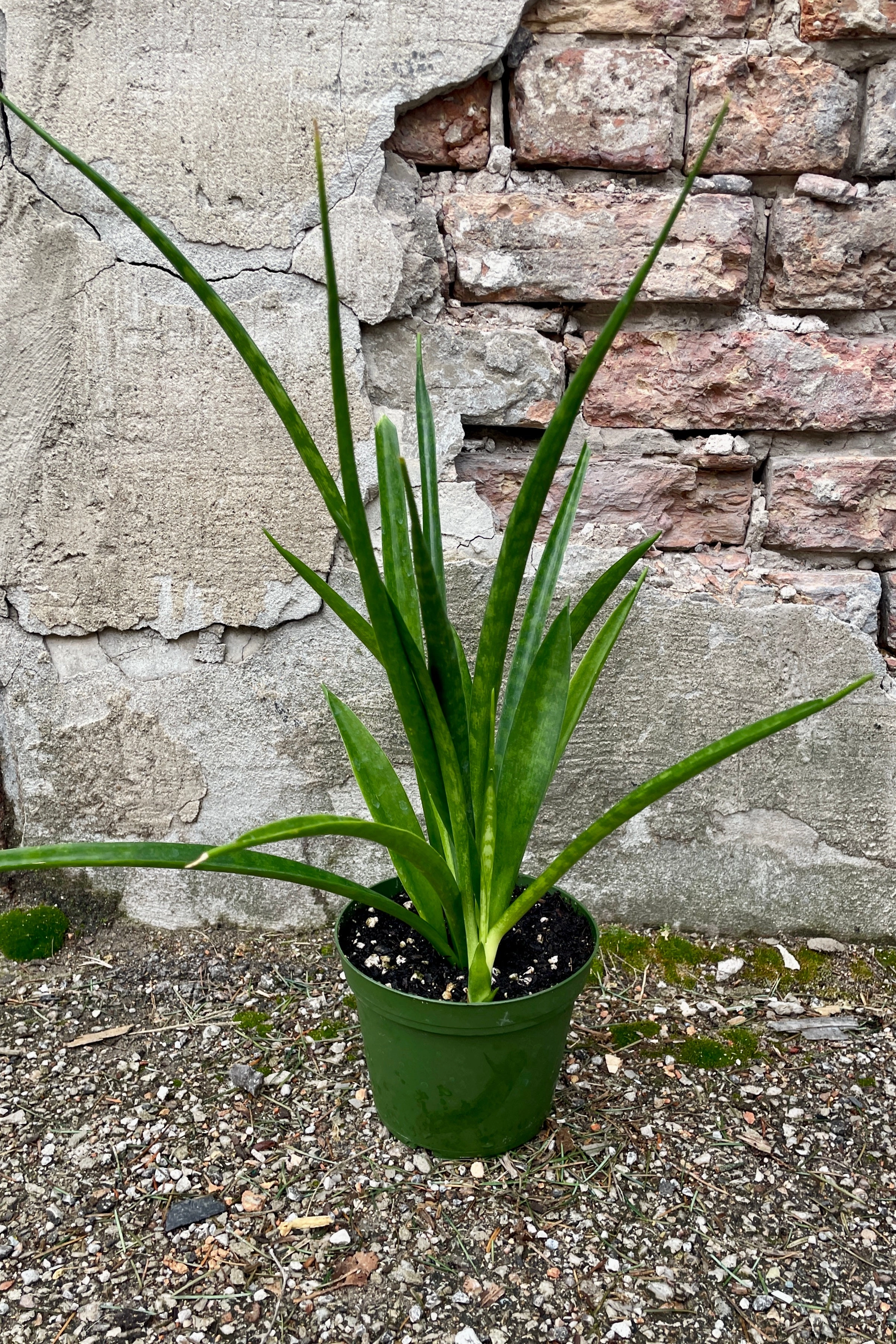 Sansevieria parva "Kenya Hyacinth" 6"
