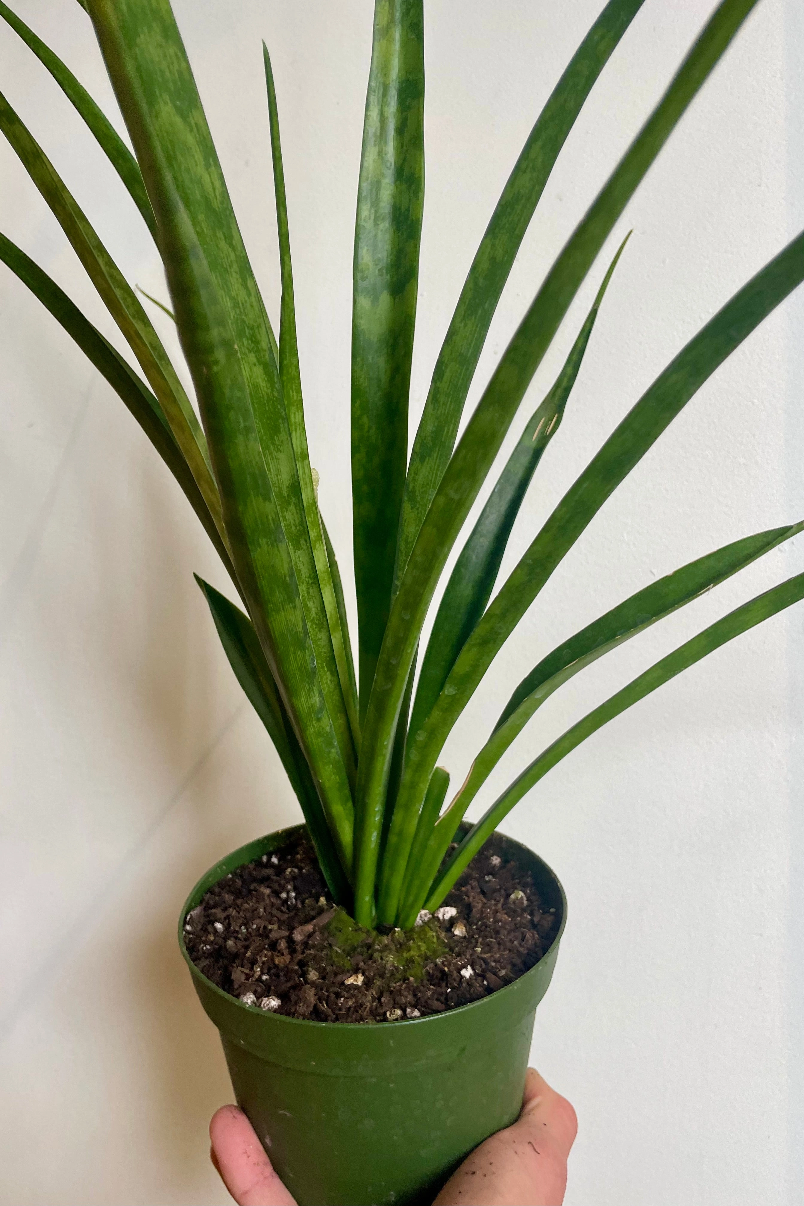 Sansevieria parva "Kenya Hyacinth" 6"