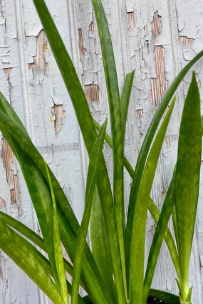 Sansevieria parva "Kenya Hyacinth" 6" medium flower pot  
