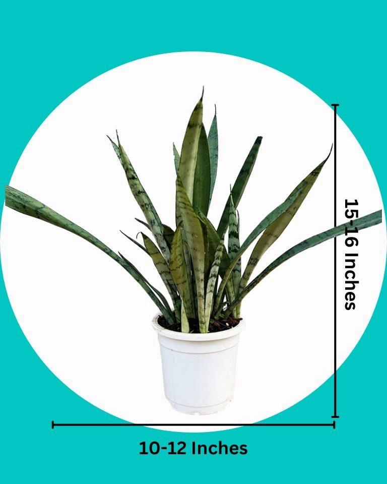 Sansevieria Silver Princess Plant