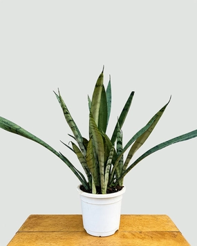 Sansevieria Silver Princess Plant medium flower pot  