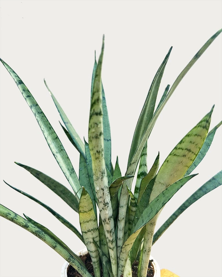 Sansevieria Silver Princess Plant