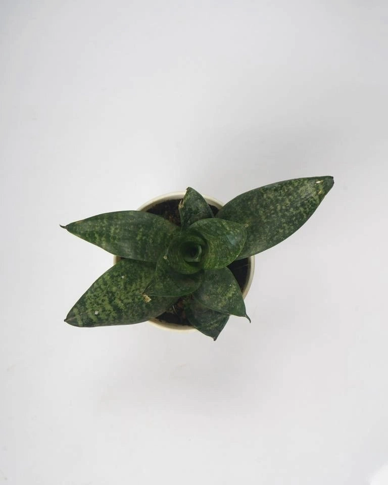 Sansevieria Trifasciata, Snake plant