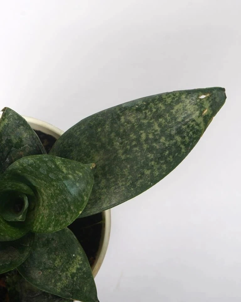 Sansevieria Trifasciata, Snake plant