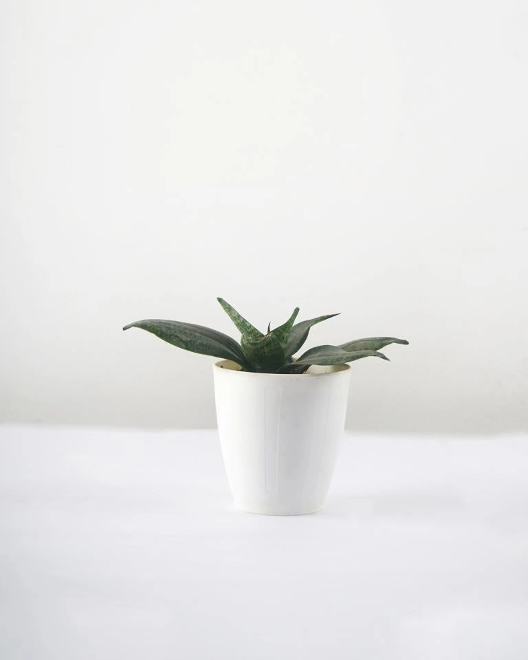 Sansevieria Trifasciata, Snake plant medium flower pot  