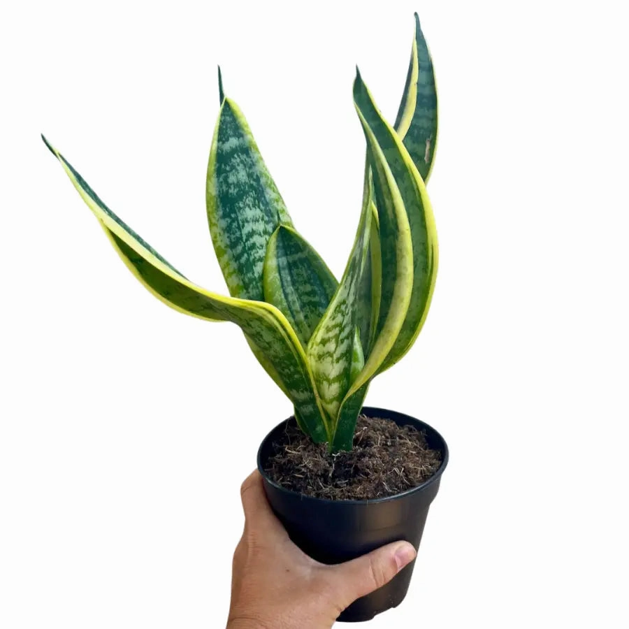 Sansevieria trifasciata superba large flower pot  