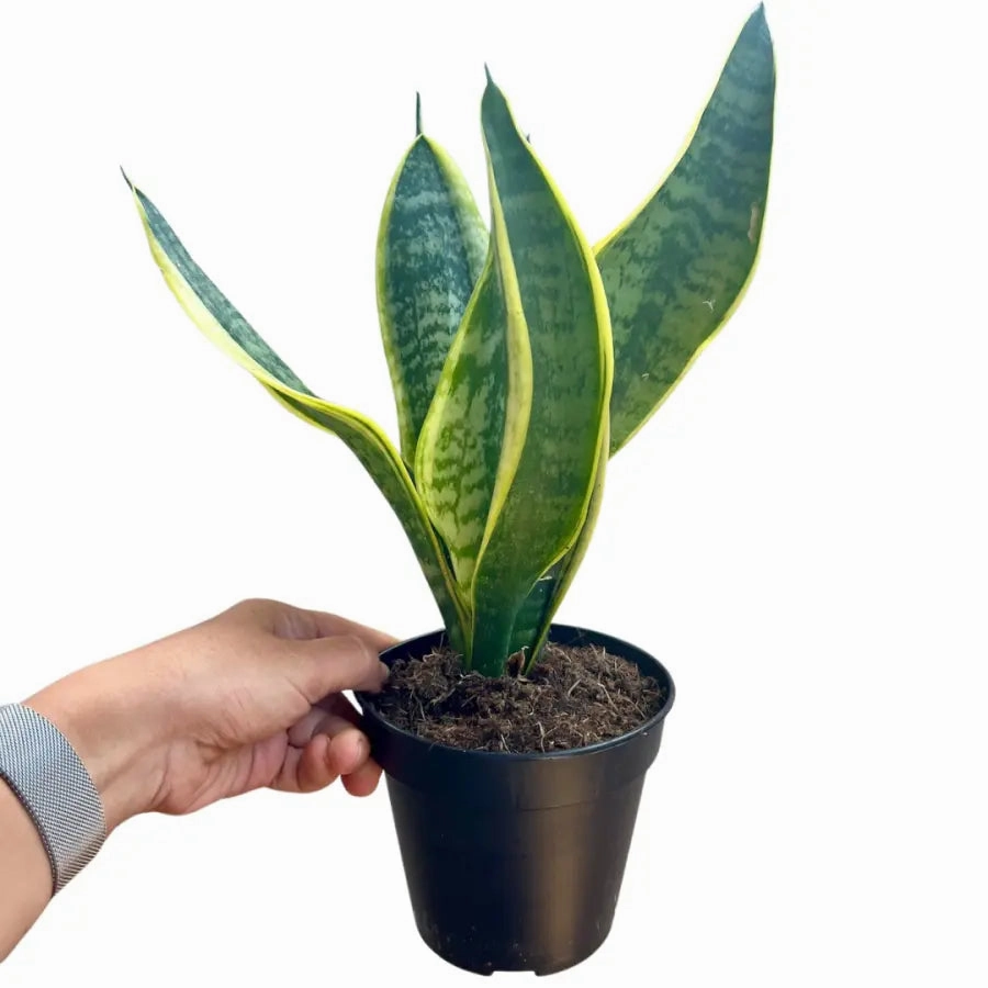 Sansevieria trifasciata superba