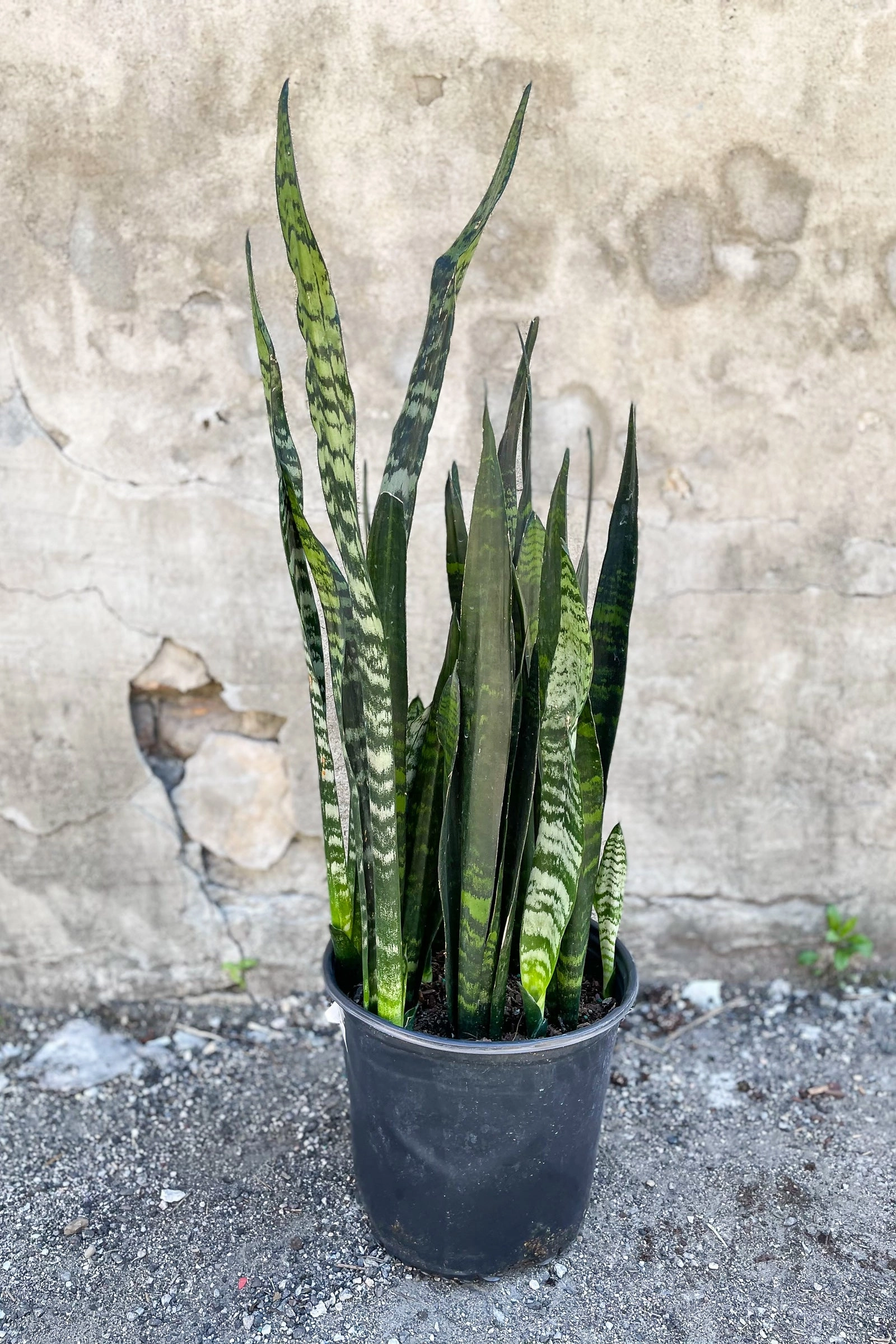 Sansevieria zeylanica 10"